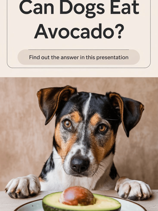 Can Dogs Eat Avocado .,